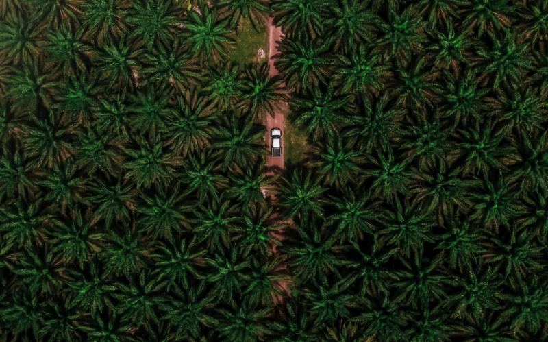 Palm oil: Be aware of these 10 food products.